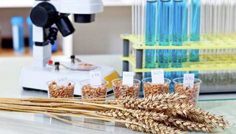 [TEST]Красноярские ученые работают над улучшением средства защиты урожая зерна